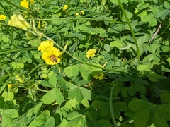 Oxalis pes-caprae