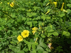 Oxalis pes-caprae
