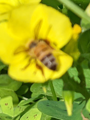 Apis mellifera