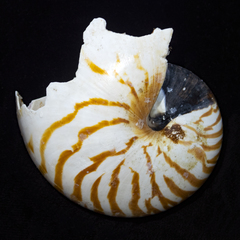 Nautilus pompilius