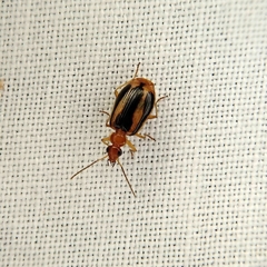 Lebia solea