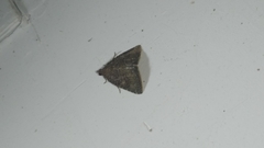 Amyna axis
