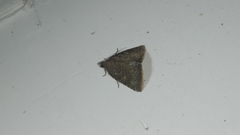 Amyna axis