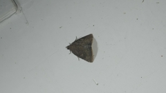 Amyna axis