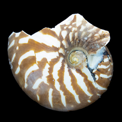 Nautilus macromphalus