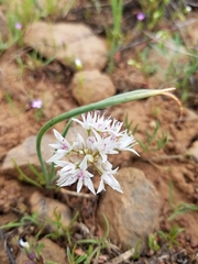 Allium tolmiei