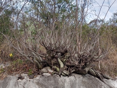 Pseudobombax ellipticum