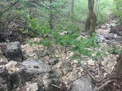 Dirca decipiens