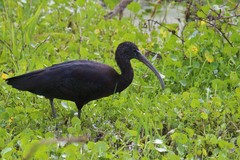 Plegadis falcinellus