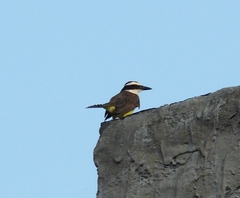 Pitangus sulphuratus