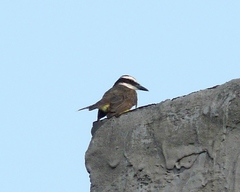 Pitangus sulphuratus