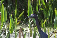 Egretta caerulea