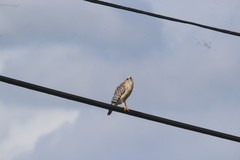 Buteo lineatus