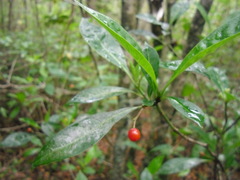 Chrysophyllum oliviforme