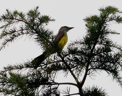 Tyrannus melancholicus