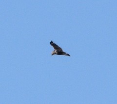 Buteo lagopus