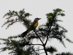 Tyrannus melancholicus