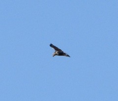 Buteo lagopus