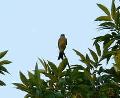 Tyrannus melancholicus