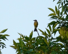 Tyrannus melancholicus