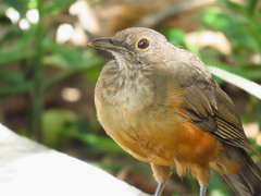 Turdus rufiventris