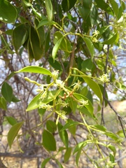 Struthanthus marginatus