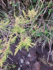 Hypericum laricifolium