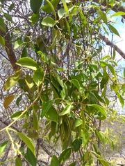 Struthanthus marginatus