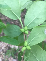 Dirca decipiens