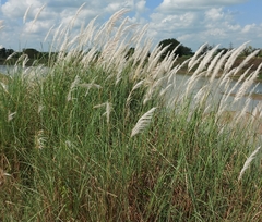 Saccharum spontaneum