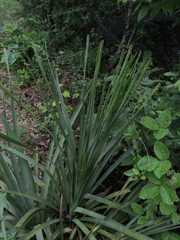 Dasylirion berlandieri