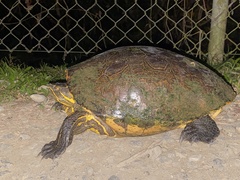 Trachemys venusta