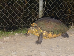 Trachemys venusta
