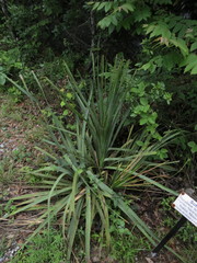 Dasylirion berlandieri