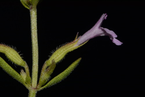 Image of Hedeoma drummondii by (c) Brian Finzel, some rights reserved (CC BY-SA)