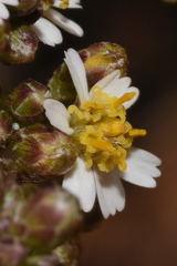 Alloispermum