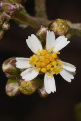 Alloispermum