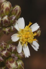 Alloispermum