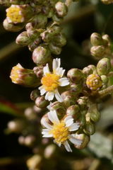 Alloispermum