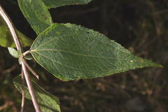 Alloispermum