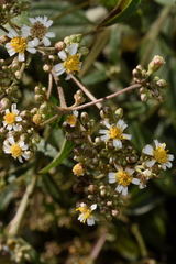 Alloispermum