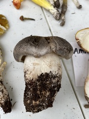 Tricholoma pardinum