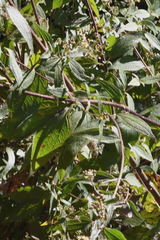 Alloispermum
