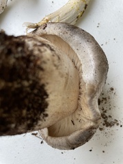 Tricholoma pardinum