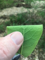 Dirca decipiens