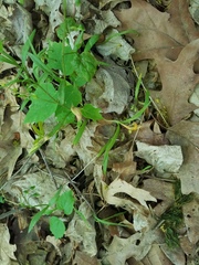Puccinia mariae-wilsoniae