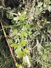 Berberis darwinii