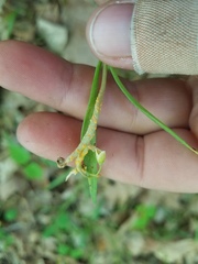 Puccinia mariae-wilsoniae