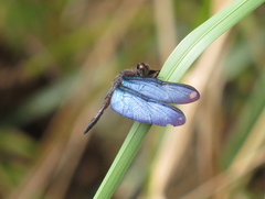 Zenithoptera lanei