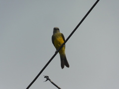 Tyrannus melancholicus